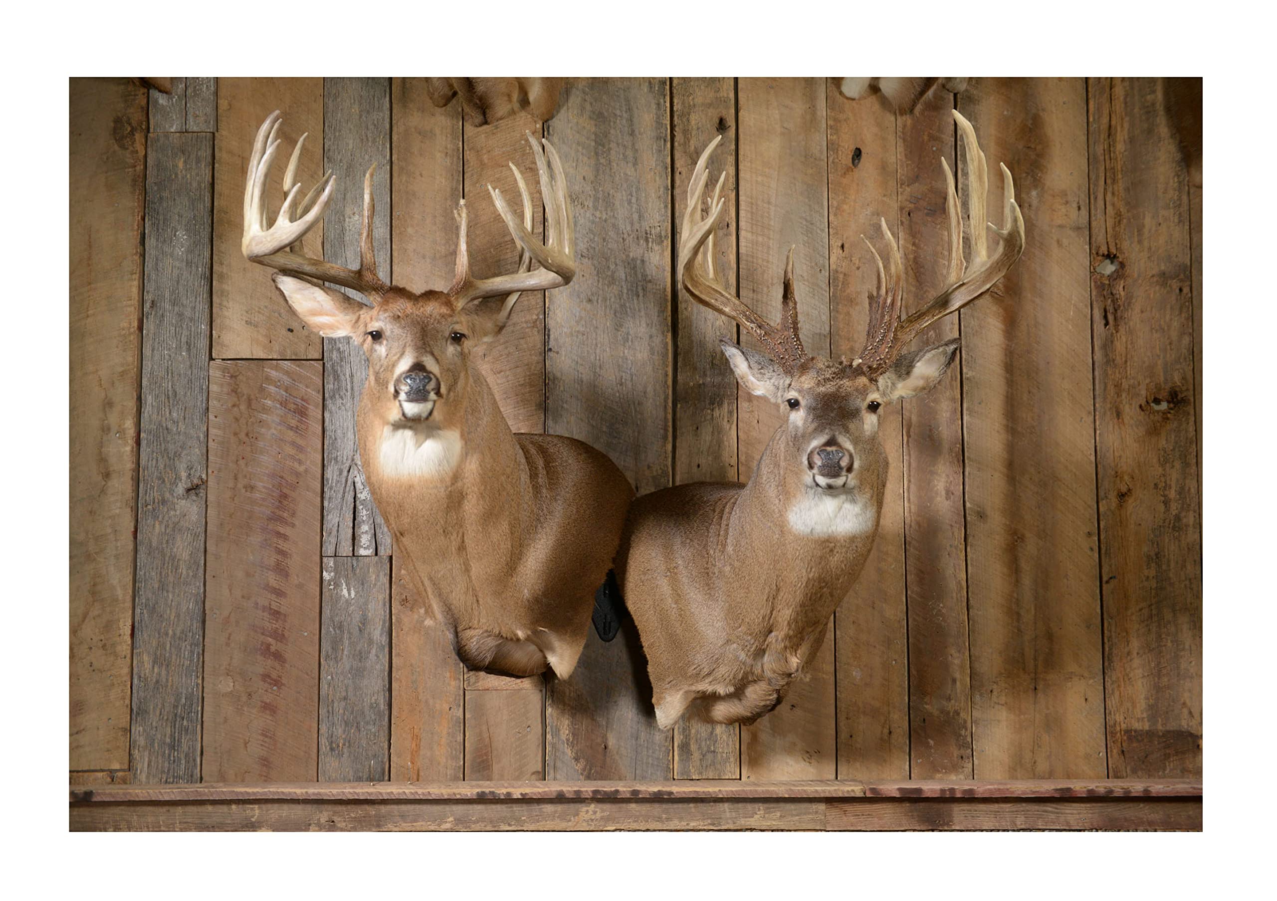 Skull Hooker two-trophy display setup for small to medium game
