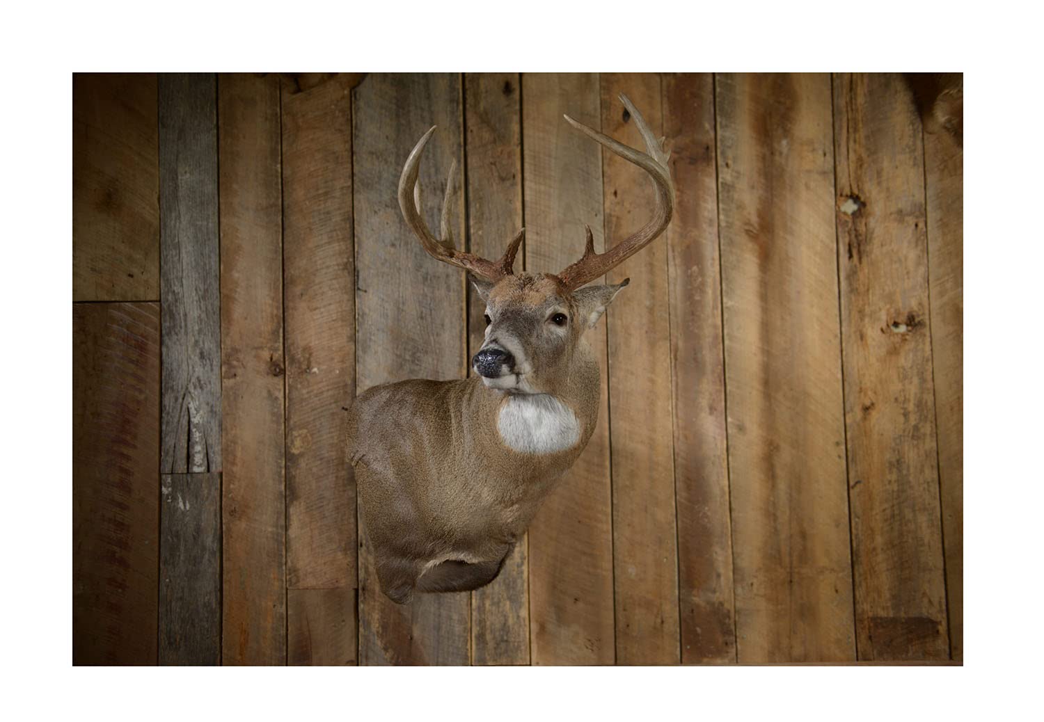 Skull Hooker mount supports up to 35 lbs for small to medium game