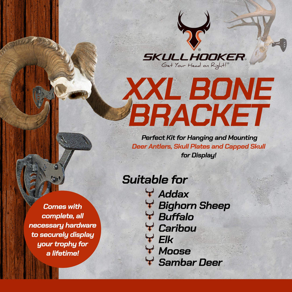 Skull Hooker XXL Bone Bracket display trophy highlights an elegant presentation.