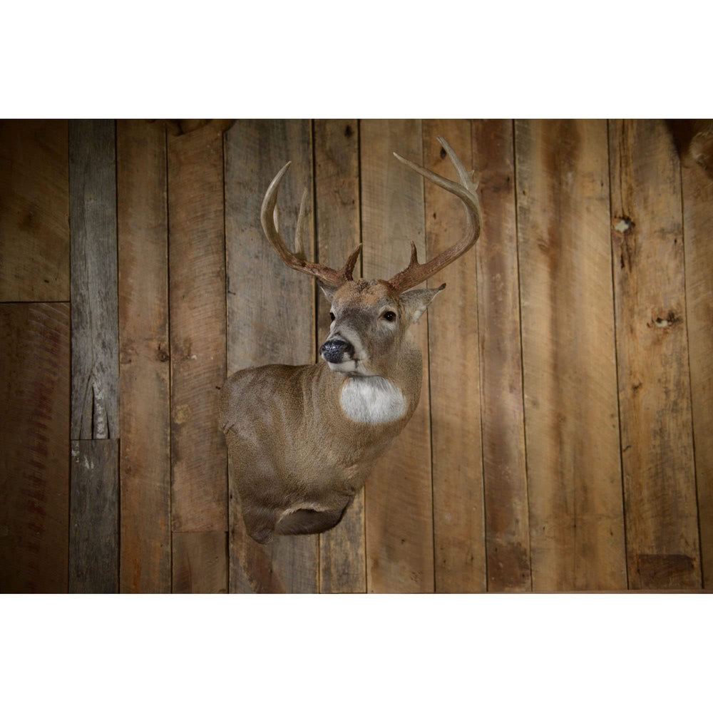 Skull Hooker shoulder mount holds up to 35lbs for mid-size game trophies