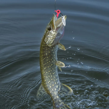 Kit designed for freshwater bass and crappie fishing