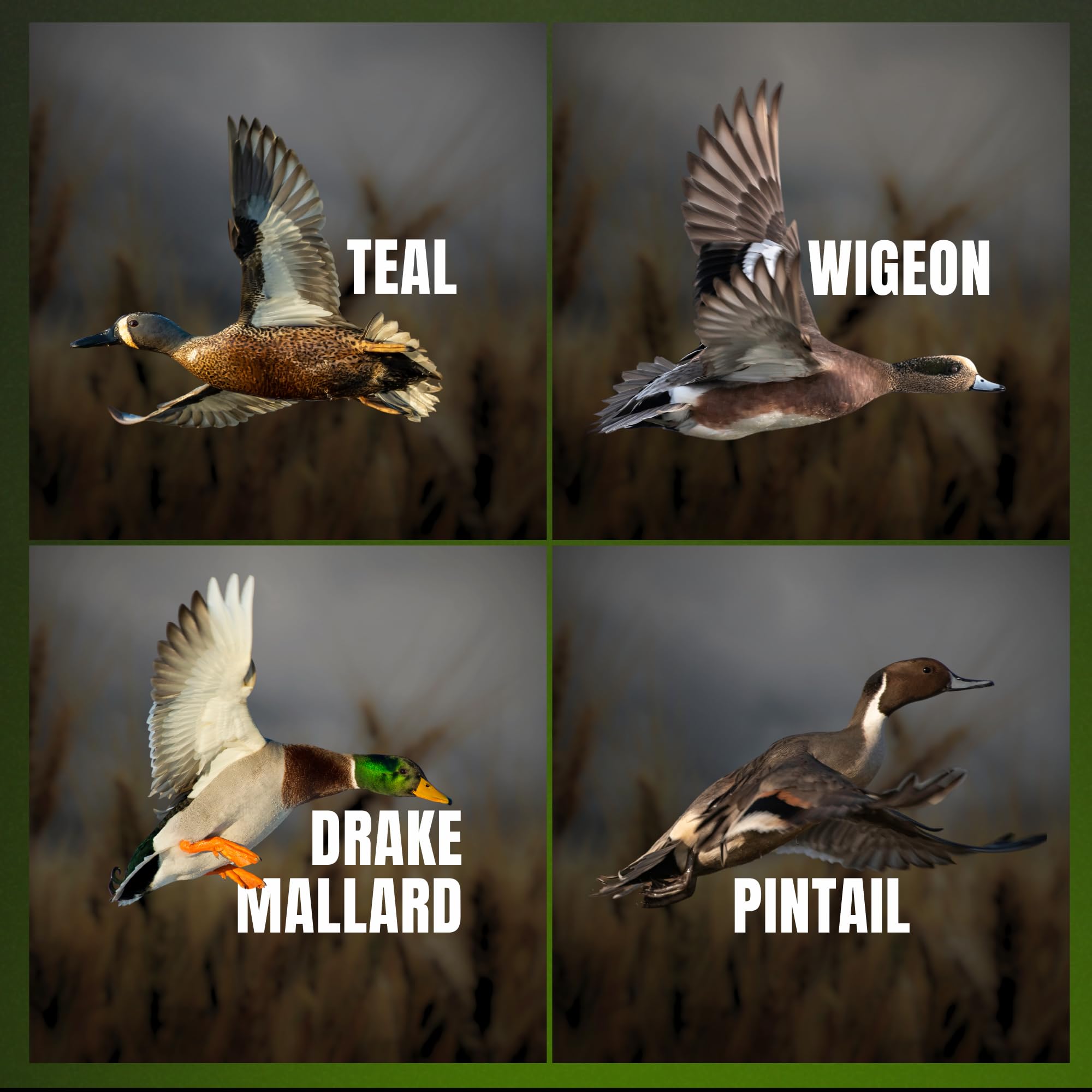 Slayer Calls Call The Wild Whistler’s Mother 4-in-1 duck whistle close-up with vocalizations for mallards and teals.