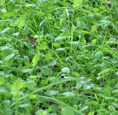 Deer food plot seed thriving in partial shade and dry conditions