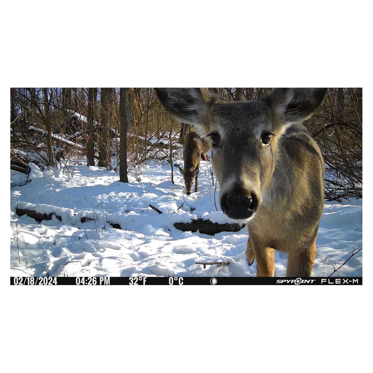 SPYPOINT Flex-M night vision demonstrates sharp nighttime capture for wildlife monitoring.