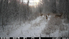 SPYPOINT Force 48 night-vision image highlights clear nocturnal shots with low-glow LEDs.