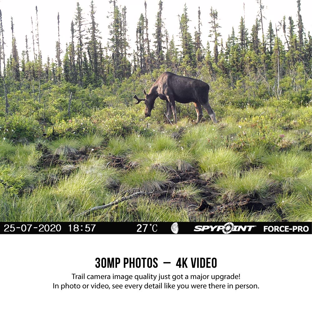 SPYPOINT FORCE-PRO 110' detection range covers wide areas for comprehensive scouting.