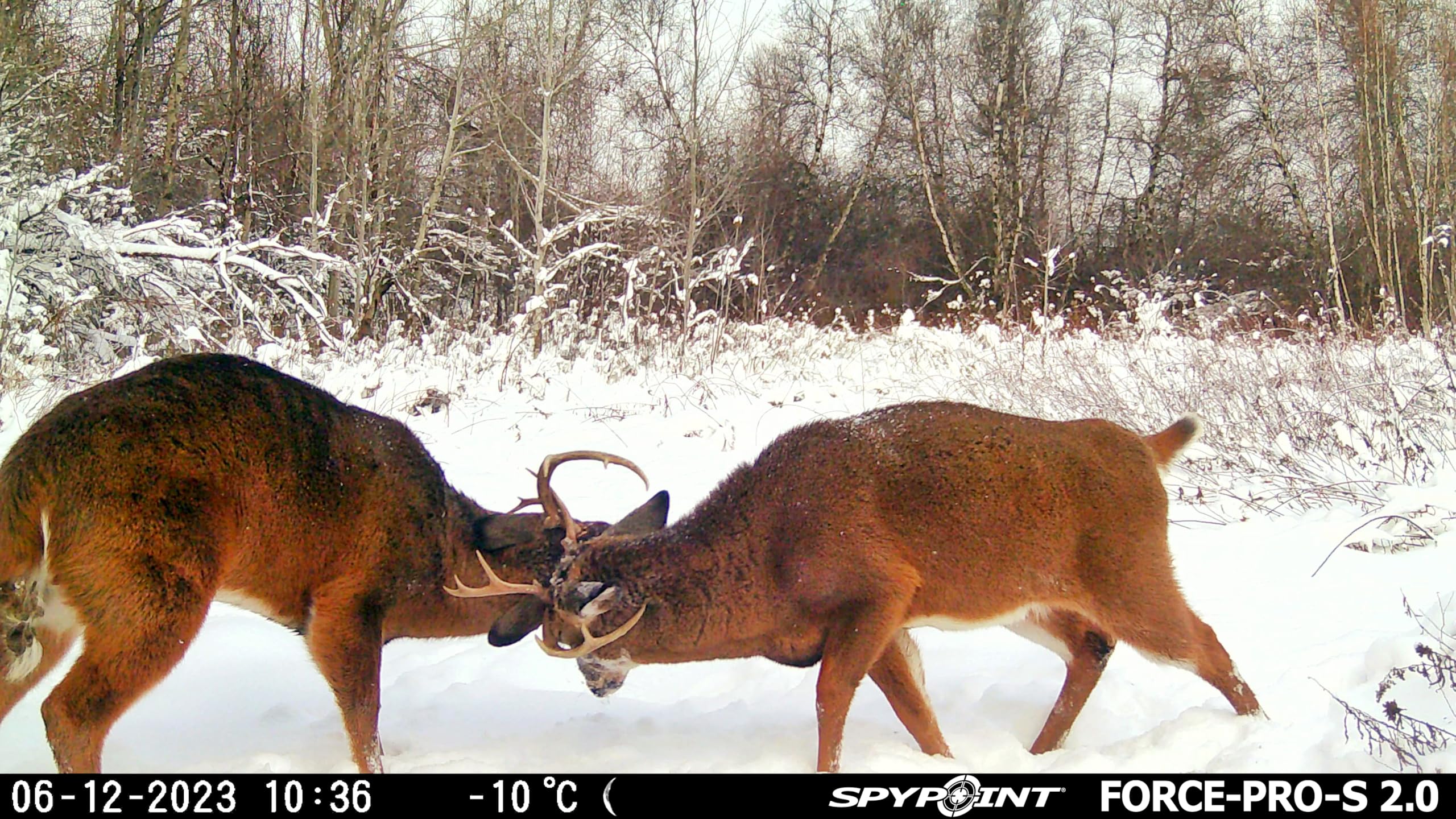 SPYPOINT Force-PRO-S 2.0 photography modes including time-lapse for seasonal monitoring