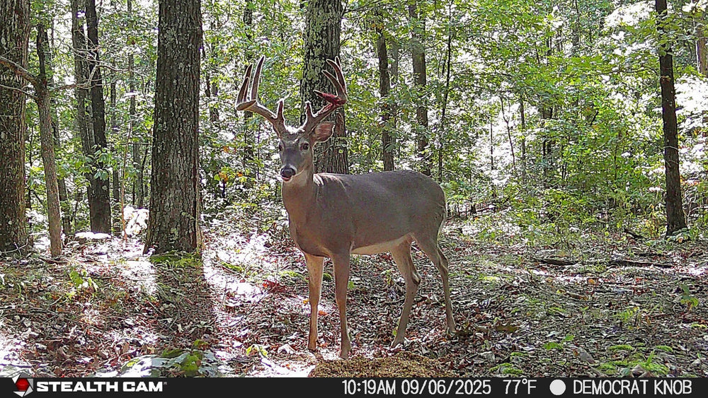 Stealth Cam Deceptor Max 2.0 power options support long deployments with external packs.