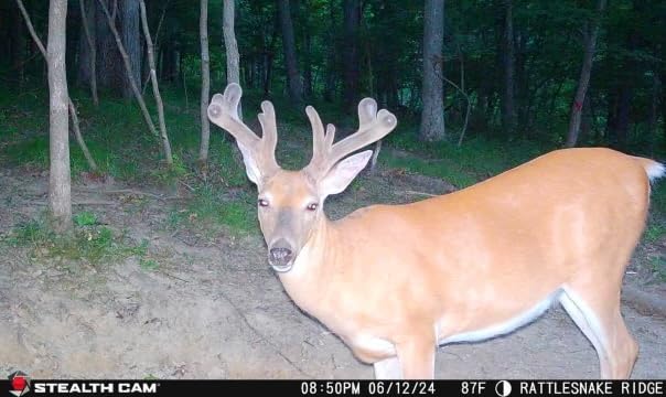 40MP photo resolution options supported by Stealth Cam Flashback 40MP