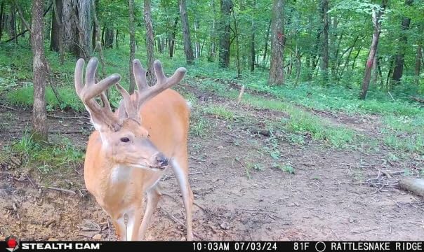 Stealth Cam Flashback 40MP dual AT&amp;T Verizon connectivity ensures reliable field access.
