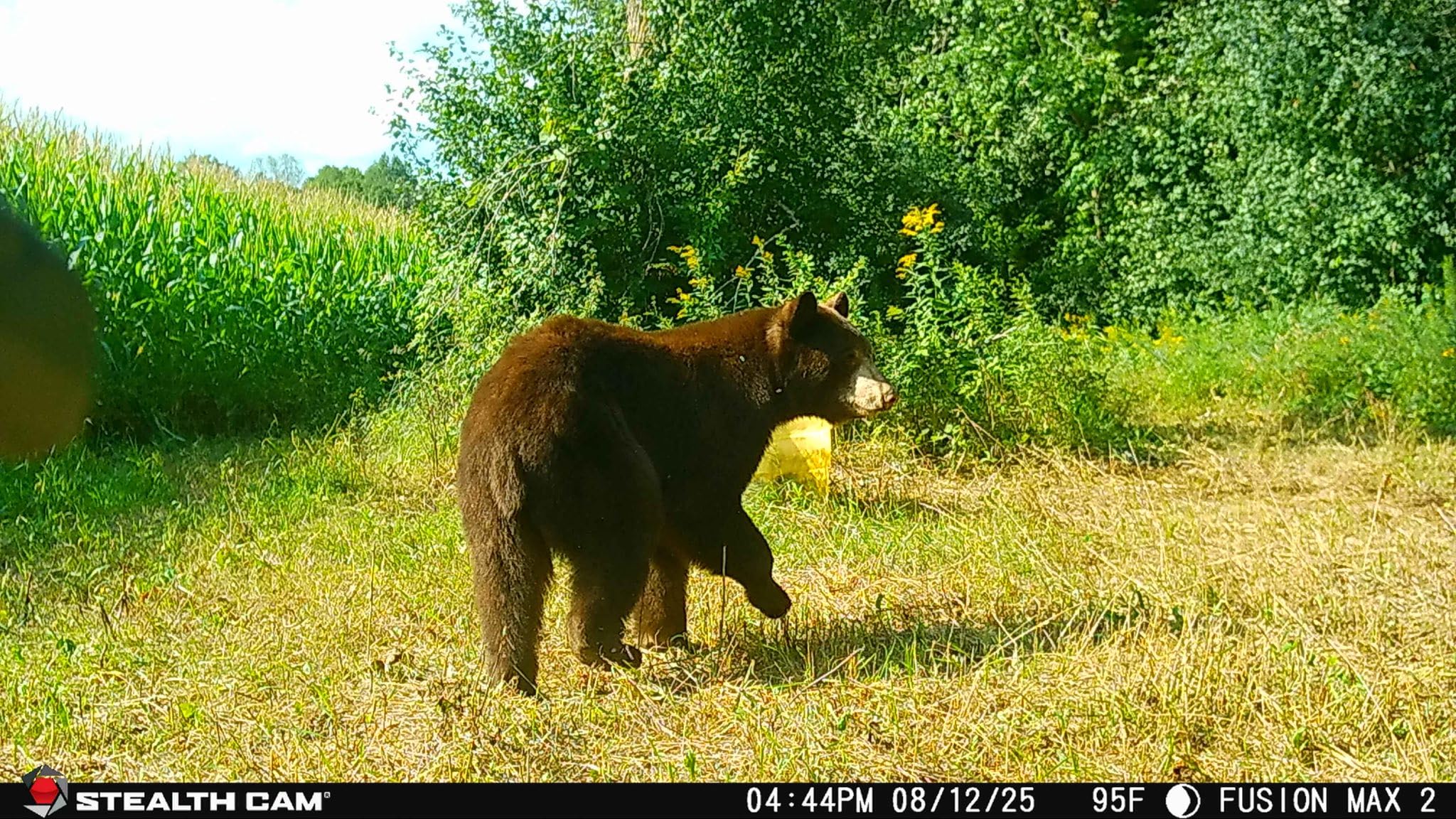 Stealth Cam Fusion Max 2.0 back view highlights weather-resistant housing for remote scouting.
