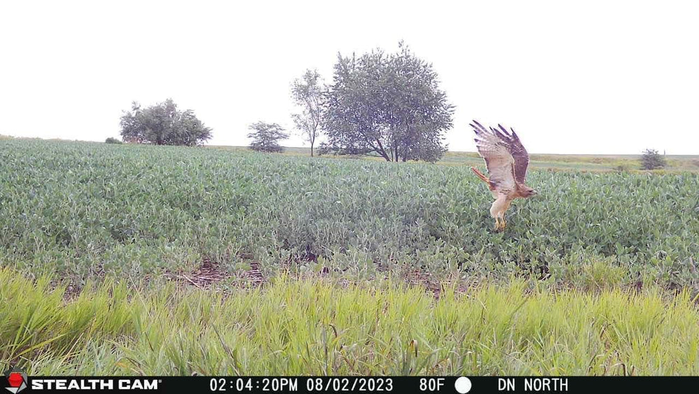 Stealth Cam Fusion X-Pro 720p video sample shows clear action capture.