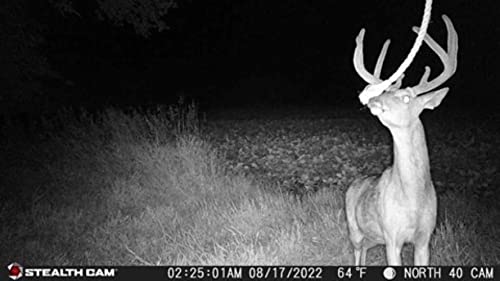 Fusion X 26MP photo mode captures sharp wildlife moments
