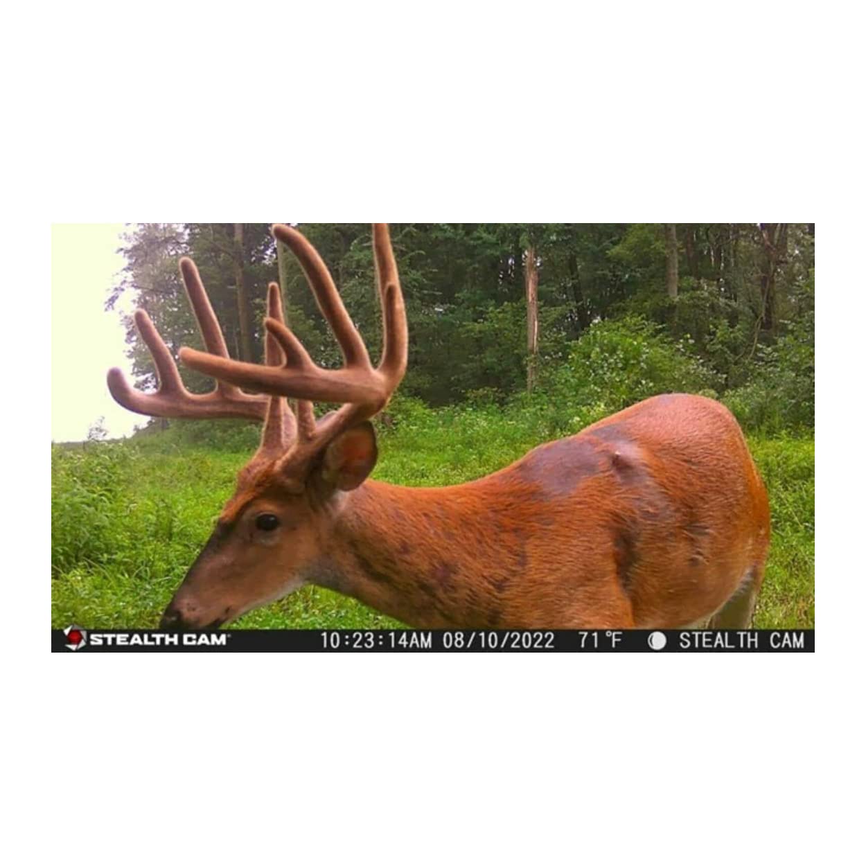 Stealth Cam G42NG matrix blur reduction delivers clearer night photos.