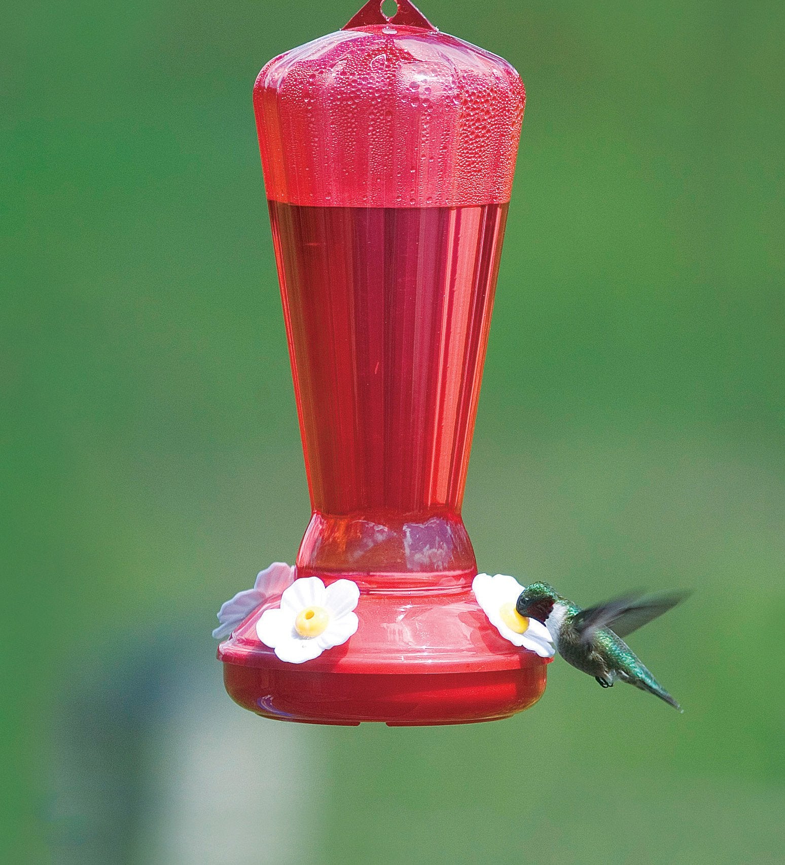 Stokes Select Hollyhock feeder shows four ports for multiple hummingbirds