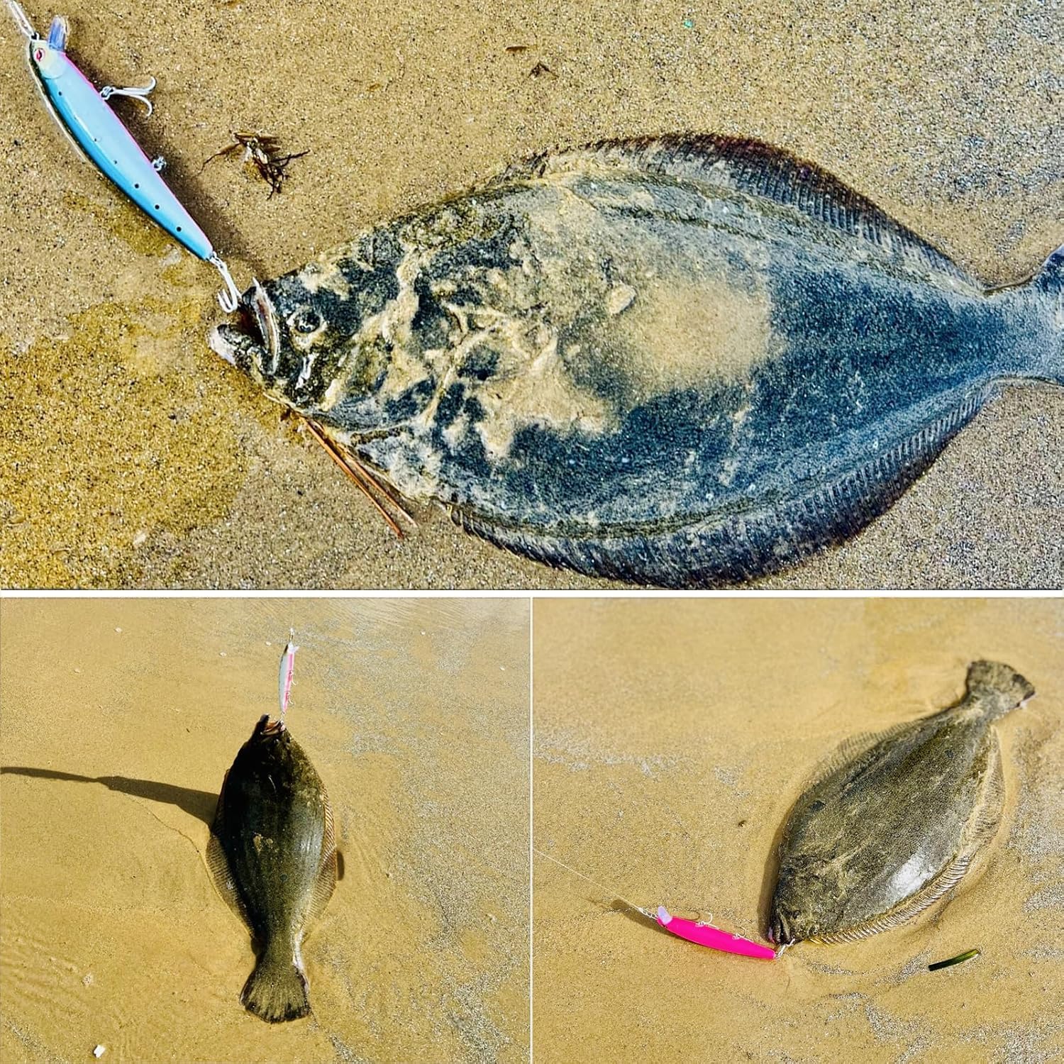 Halibut and striped bass using topwater lures