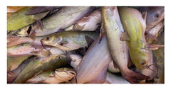 Suki Gizzard Catfish Punch Bait pour demonstrates easy dispensing for quick setup.