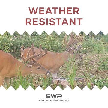 SWP Buck Builder big buck on feeder site illustrates antler growth potential.