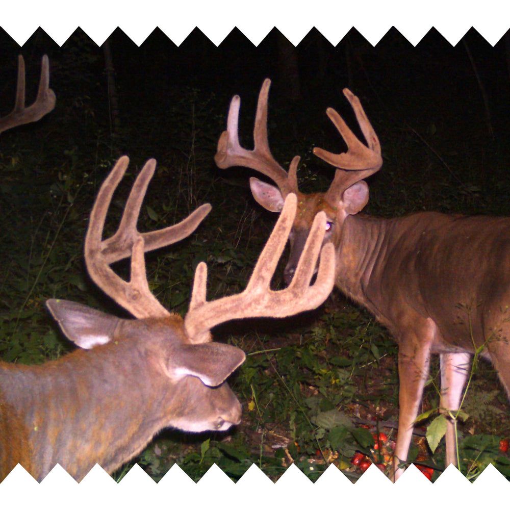 SWP Buck Builder forest habitat context shows natural feeding area for deer.