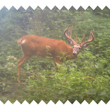 SWP Buck Builder made-in-wisconsin production scene highlighting quality mineral blend.