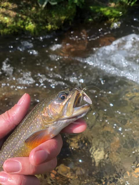 Synthfly Danica Mayfly size 12