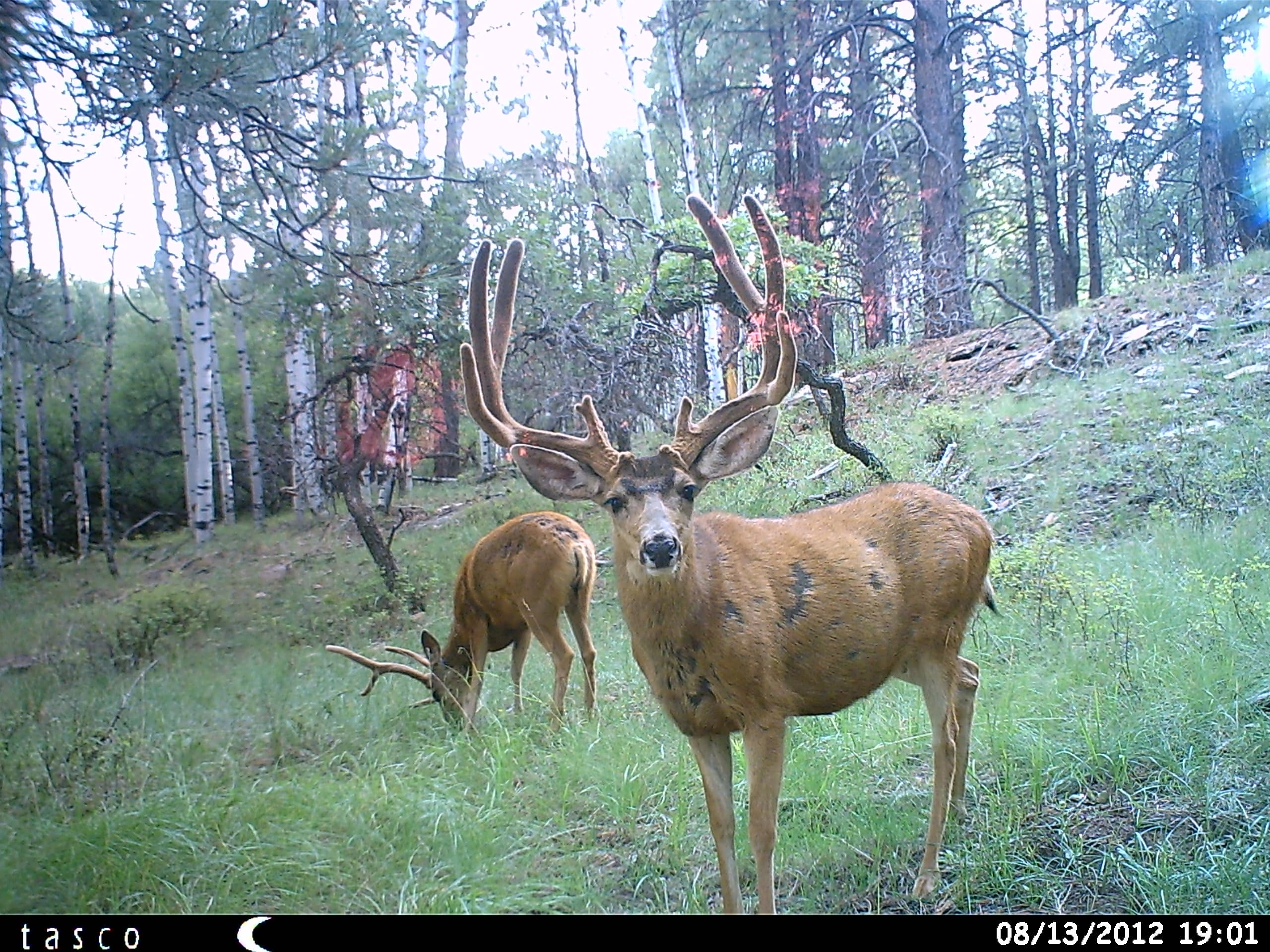 TASCO 12MP trail camera mounted on a tree for quick field setup.