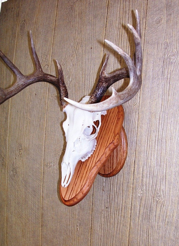 The Taxidermists Woodshop back plate highlights sturdy construction for versatile mounting options.