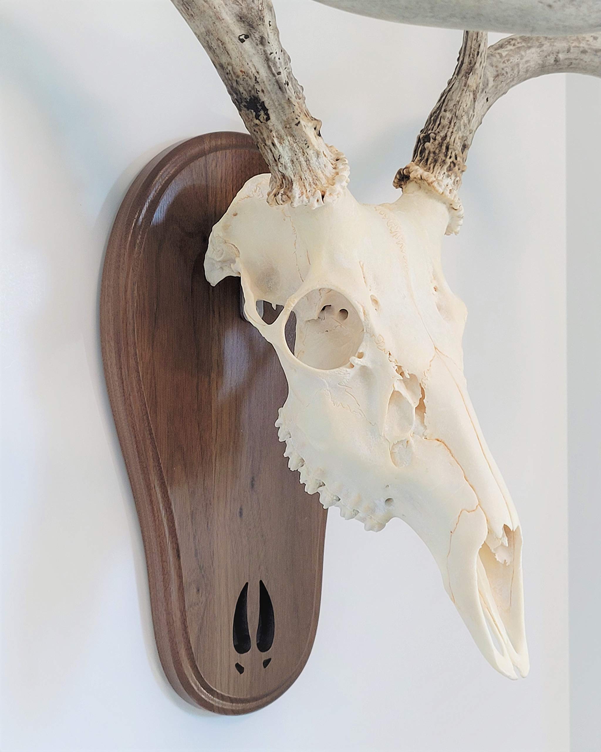 Taxidermists Woodshop Black Walnut Deer Track Skull Mount front view highlights easy hanging and upright display