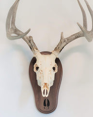 Taxidermists Woodshop Black Walnut Deer Track Skull Mount hardware included for quick installation