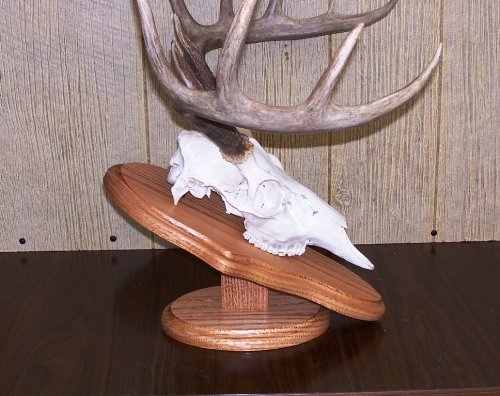 The Taxidermists Woodshop pedestal plaque demonstrates oak warmth for wall or table mounting.