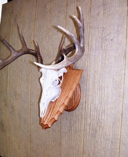 Taxidermists Woodshop solid oak pedestal with face plate enhances trophy presentation