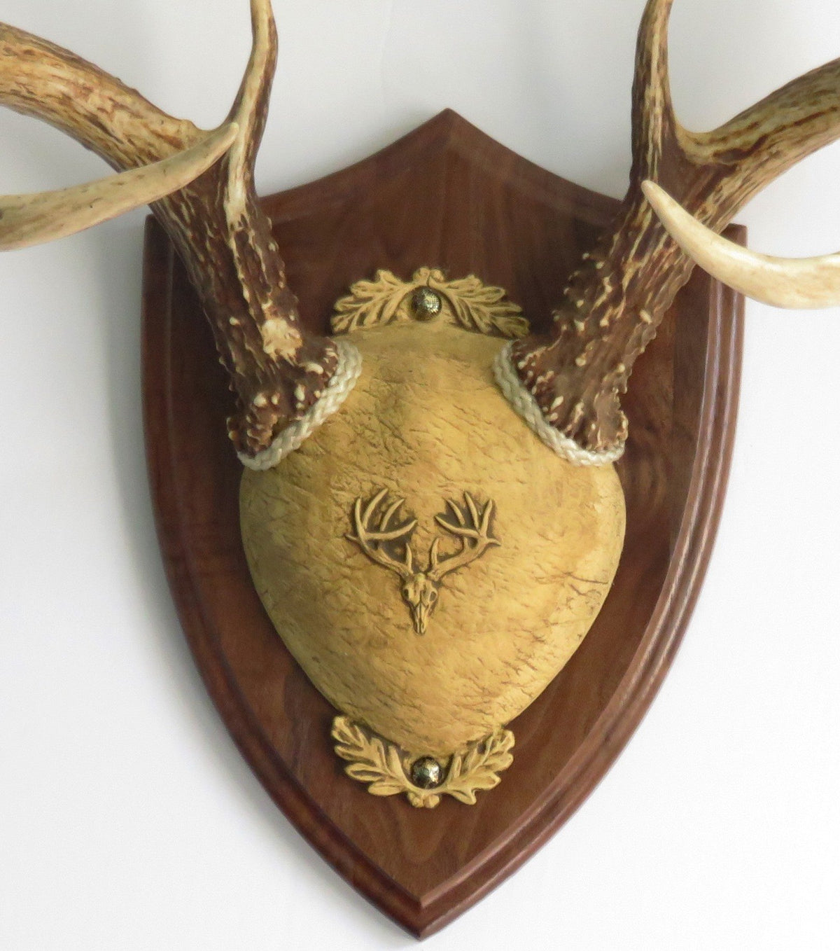 Taxidermists Woodshop TTW Ultimate Antler Mount Kit shield plaque for a display-ready wall trophy.
