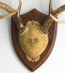 Taxidermists Woodshop TTW Ultimate Antler Mount Kit shield plaque for a display-ready wall trophy.