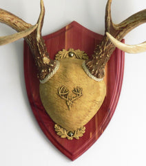 Taxidermists Woodshop TTW Ultimate Antler Mounting Kit Cedar shield plaque ready for wall display.