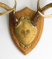 Taxidermists Woodshop TTW shield plaque in medium oak for easy, ready-to-display antler mounting.