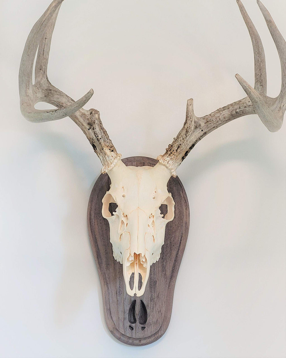 Taxidermists Woodshop TTW Weathered Wood Plaque detail demonstrates rustic charm and durable mounting for long-lasting display