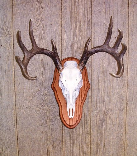 The Taxidermists Woodshop wall display image shows a refined trophy setup with premium solid oak.