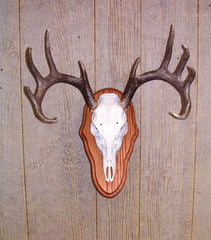 The Taxidermists Woodshop wall display image shows a refined trophy setup with premium solid oak.