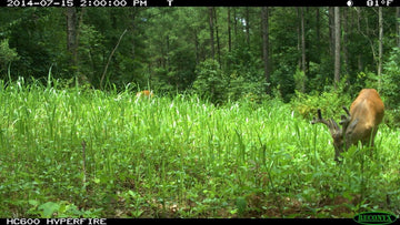 Tecomate Lablab Plus seeds illustrating coverage up to 1 acre.
