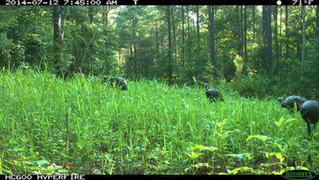 Tecomate Lablab Plus attracting deer during summer forage season.