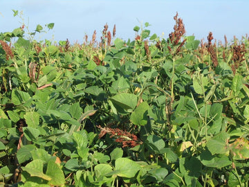 Tecomate Lablab Plus in a thriving summer deer plot showing strong growth.