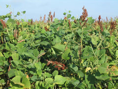 Tecomate Lablab Plus in a thriving summer deer plot showing strong growth.