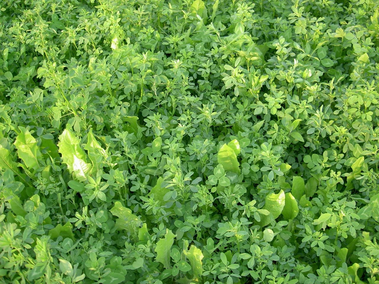 Tecomate Monster Mix planting guide for sunny plots with proper depth and moisture.