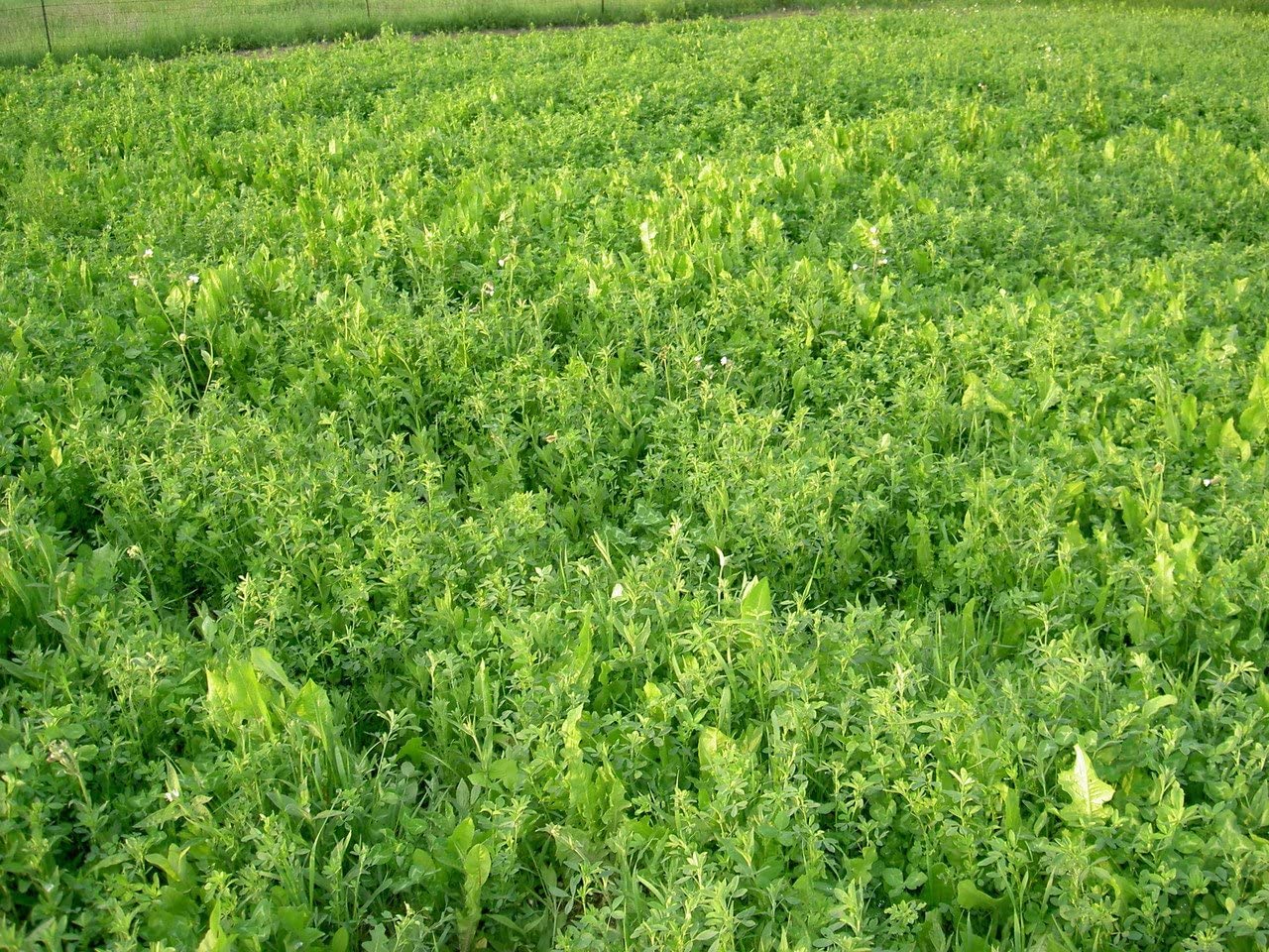 Tecomate Monster Mix year-round coverage promotes reliable plots across diverse terrains.