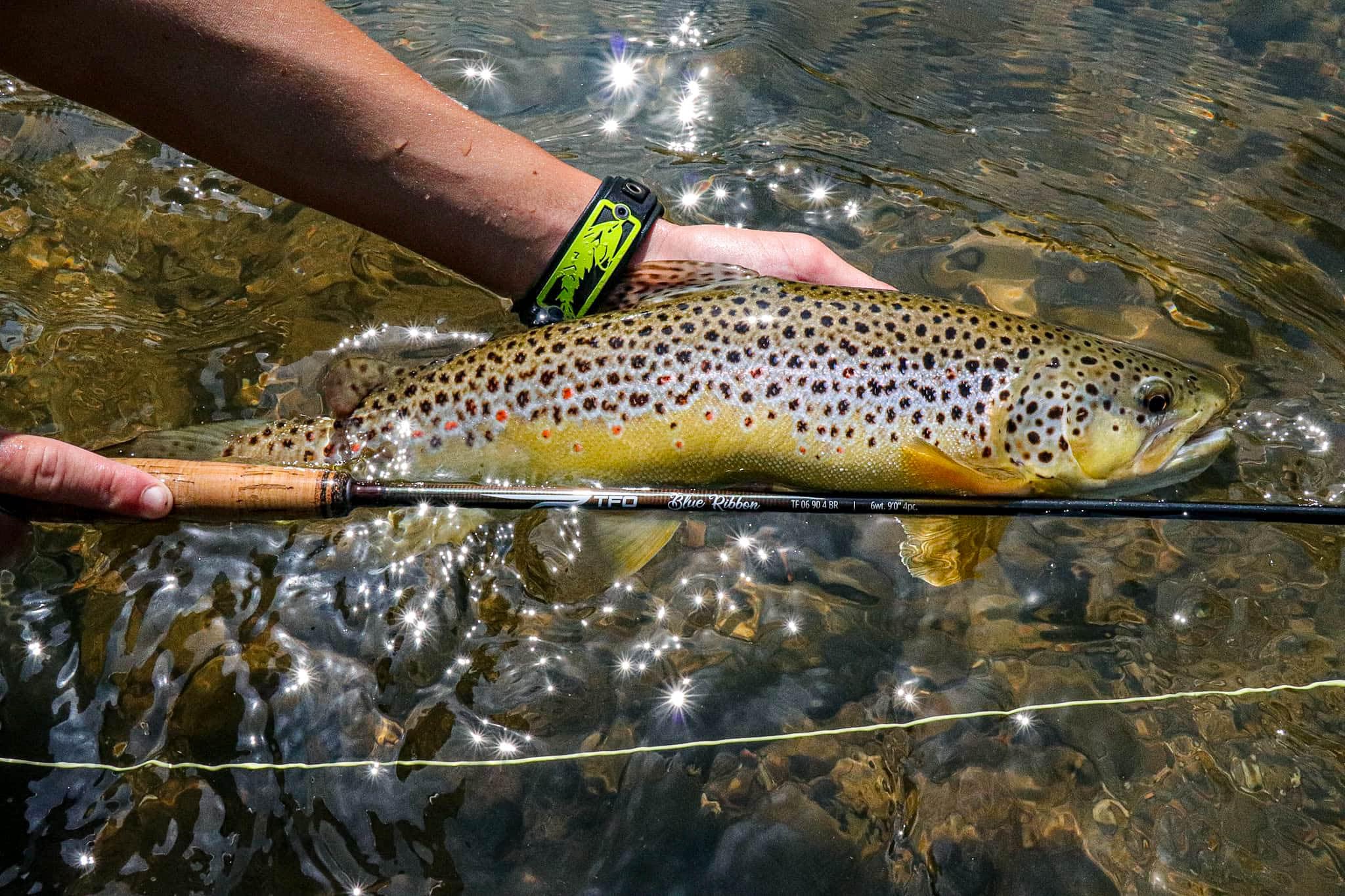 Temple Fork Outfitters 3wt 8ft Blue Ribbon rod in hand showing smooth river casting.