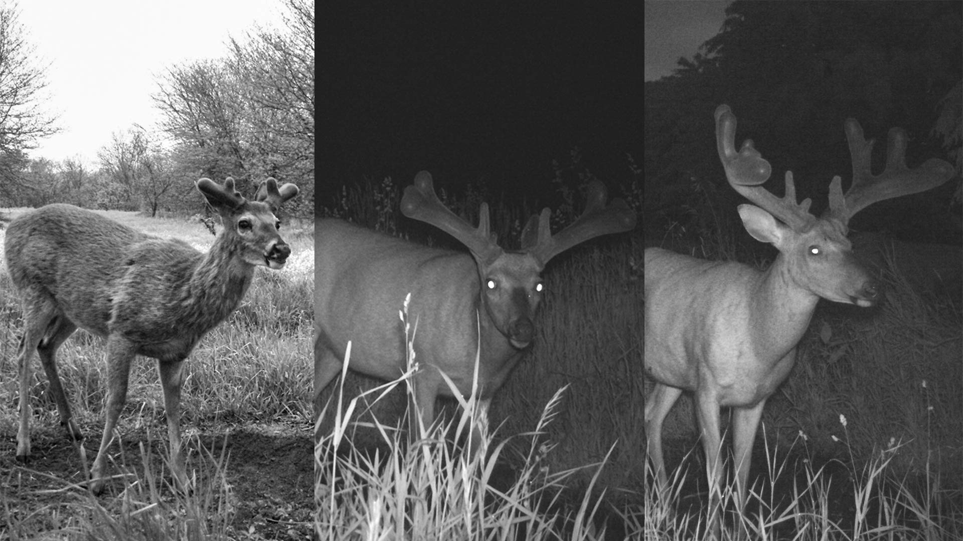 Terra Products Co. AX Deer Mineral no-fillers claim highlights pure mineral nutrition.