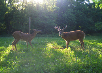 Terra AX Deer Mineral calcium to phosphorus ratio in balance.