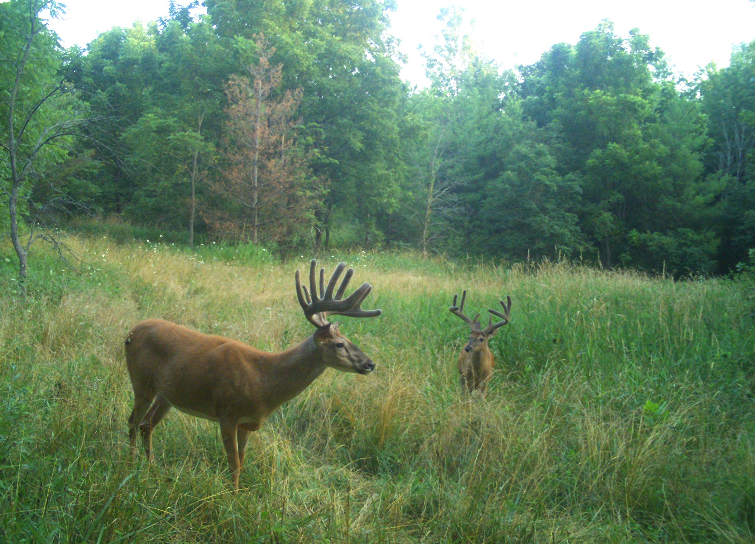 Terra Products Co. AX Deer Mineral health-focused formula supports overall deer well-being.