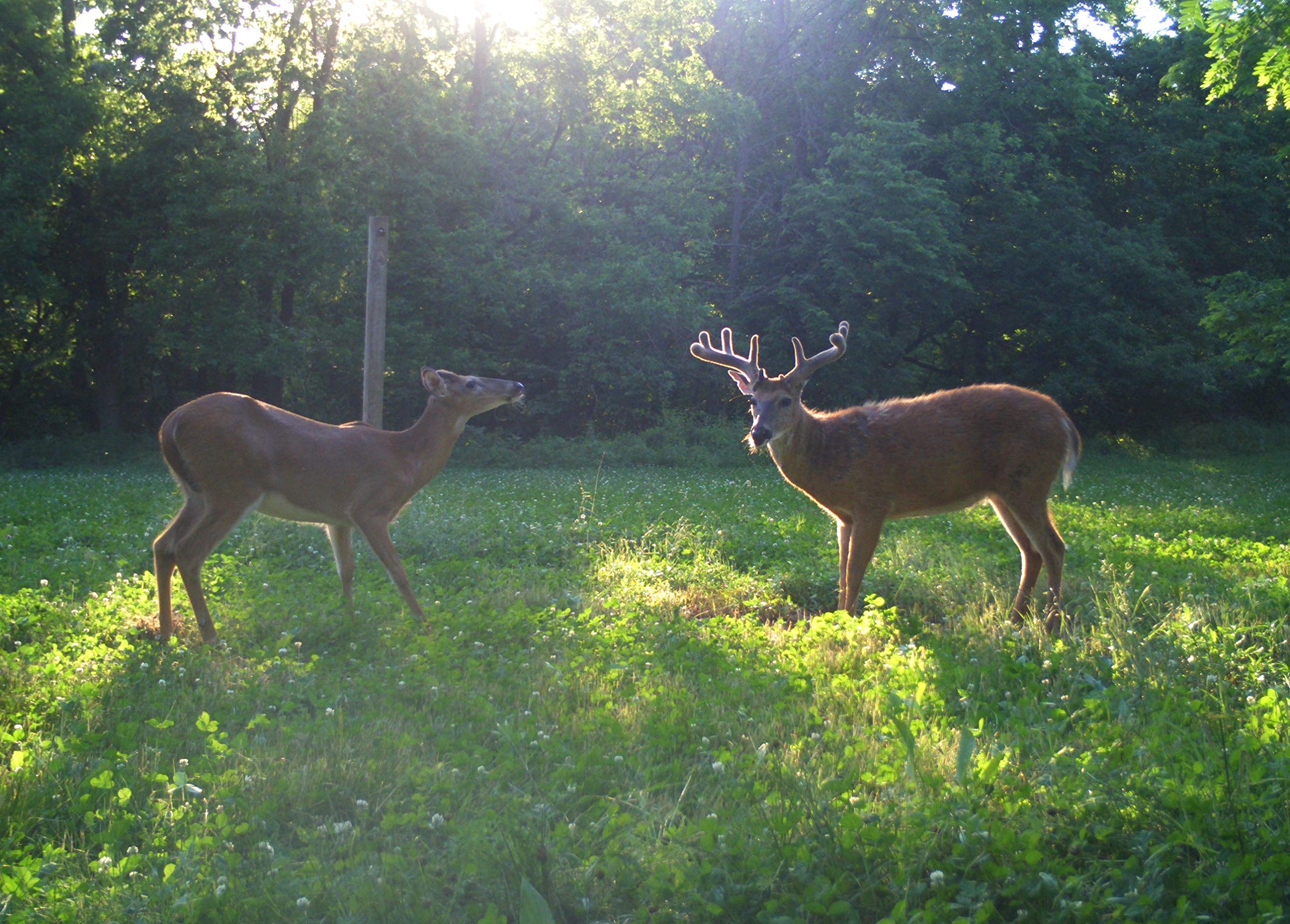 Terra Products Co. AX Deer Mineral calcium-phosphorus balance supports skeletal health.