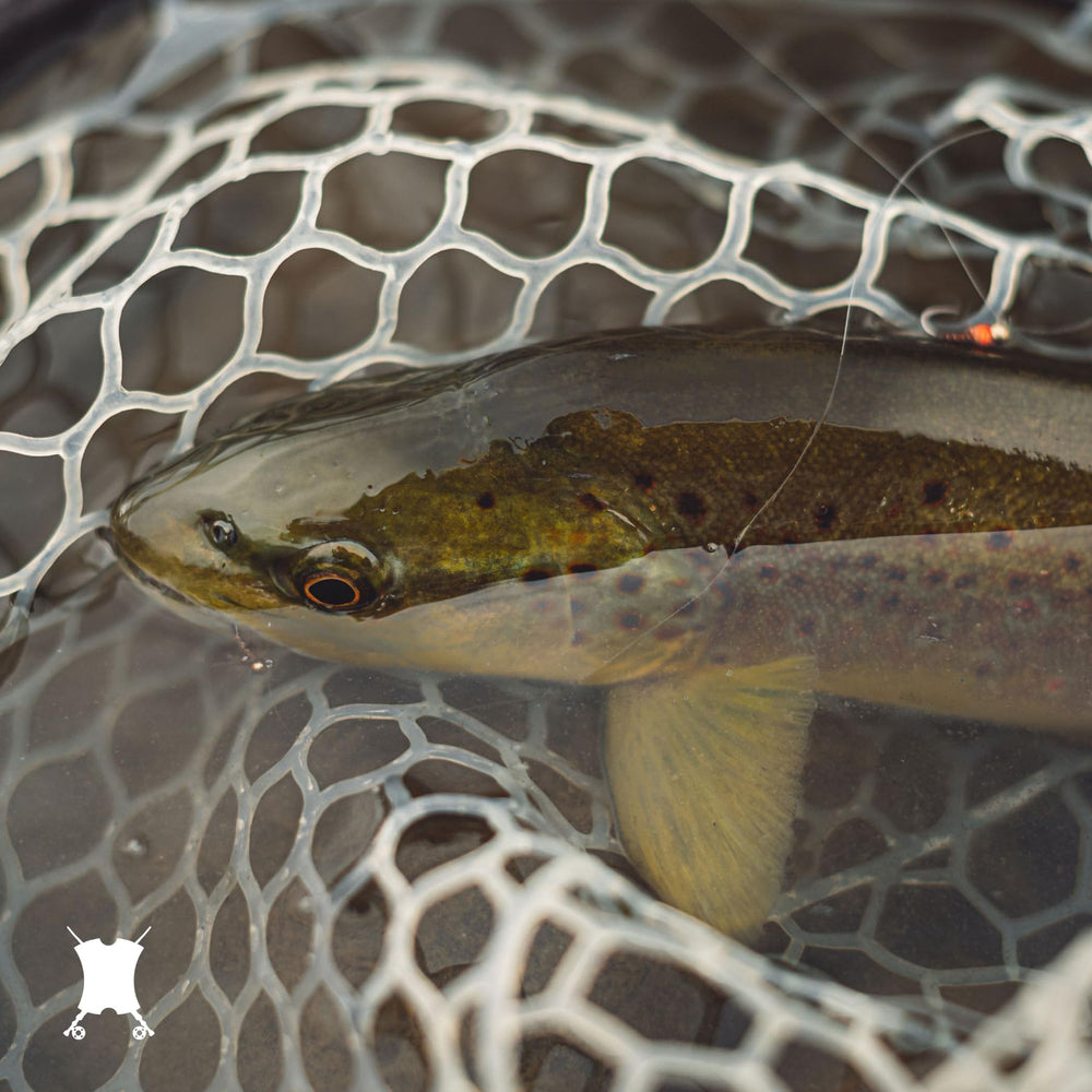 Beginner-friendly trout setup from The Fly Crate for euro or tight-line fishing.